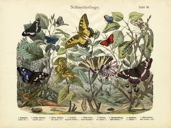 Schmetterlinge, um 1860